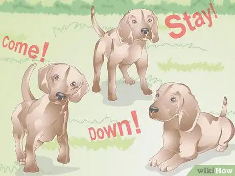 Image titled Teach Your Older Dog Basic Commands Step 2