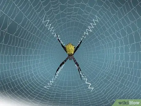 Image titled Identify a Banana Spider Step 14