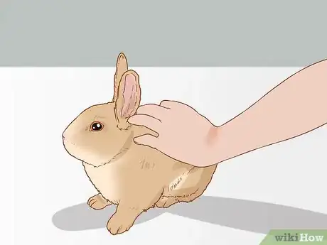Image titled Handle Rabbits Step 5