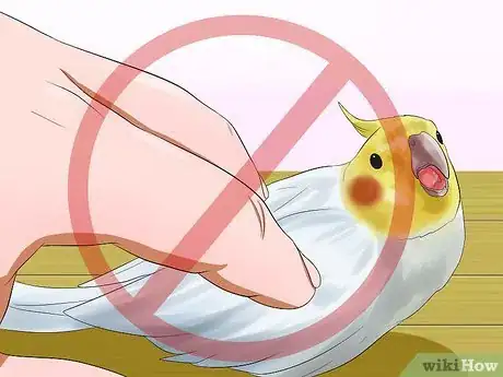 Image titled Massage a Cockatiel Step 10