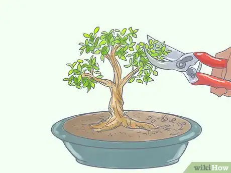 Image titled Care for Tiger Bark Ficus Bonsai Tree Step 9