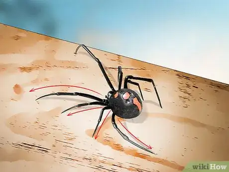 Image titled Identify a Black Widow Spider Step 5