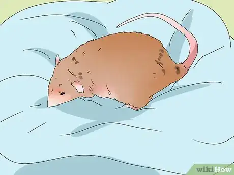Image titled Take Care of a Rat with Cancer Step 9