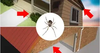Identify a Cobweb Spider
