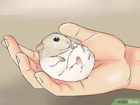 Image titled Have Fun With Your Hamster Step 17