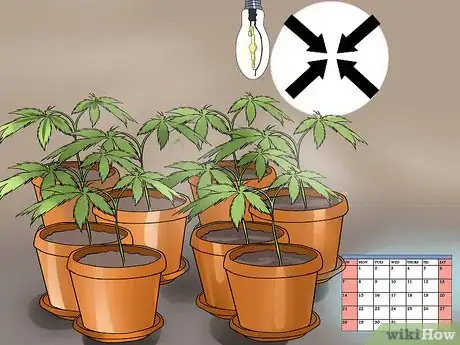 Image titled Grow a Quality Medical Marijuana Step 9