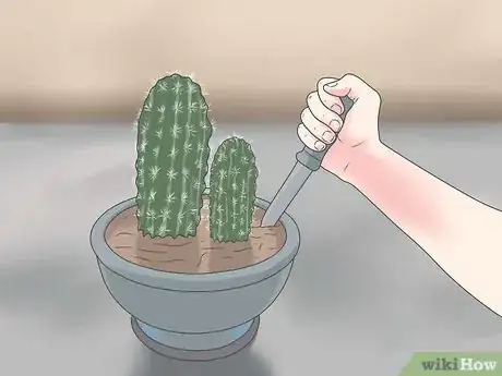 Image titled Repot a Cactus Step 3