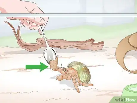Image titled Care for Land Hermit Crabs Step 12