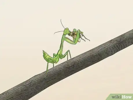 Image titled Take Care of a Praying Mantis Step 8
