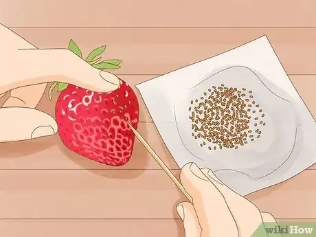 Image titled Plant Strawberries Indoors Step 2