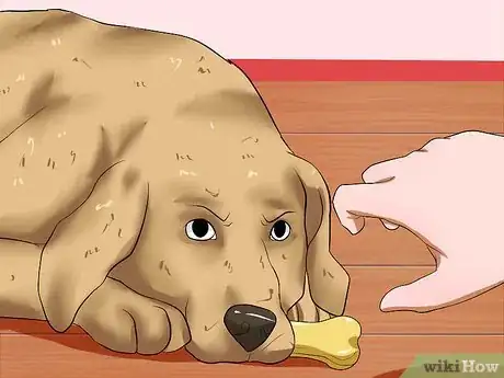Image titled Make a Dog Stop Biting Step 15