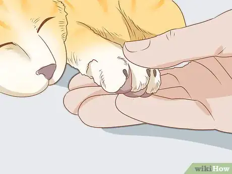 Image titled Trim Your Cat's Nails Step 1