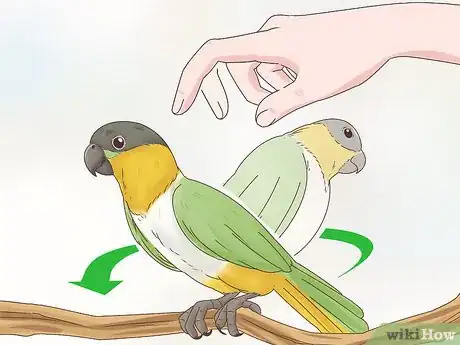 Image titled Choose a Caique Parrot Step 3