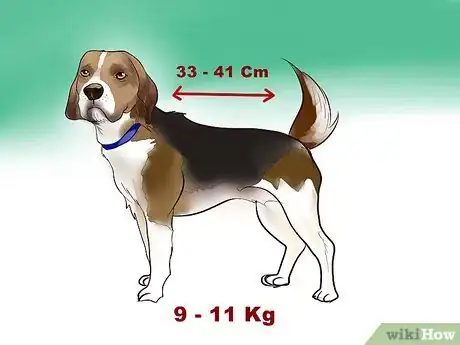 Image titled Identify a Beagle Step 4