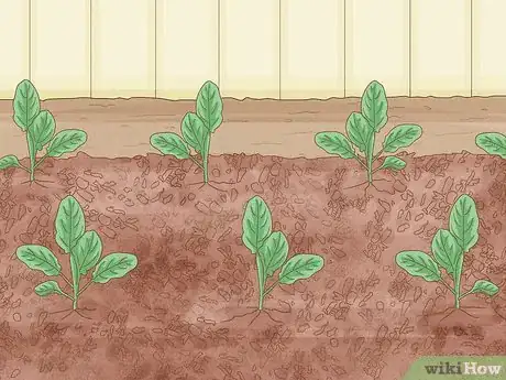 Image titled Grow Cauliflower Step 8