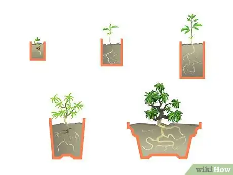 Image titled Start a Bonsai Tree Step 16