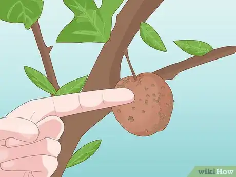 Image titled Grow a Plum Tree Step 17