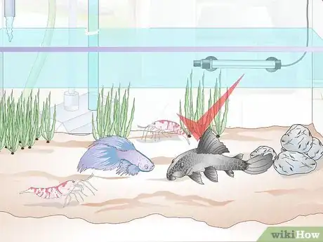 Image titled Add a Betta to a Community Tank Step 11