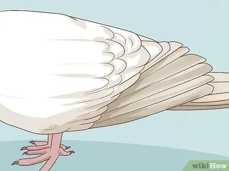 Image titled Choose Pet Doves Step 12