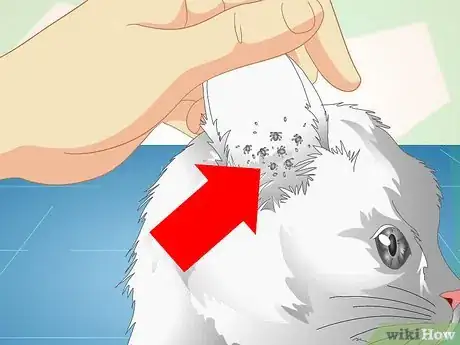 Image titled Check Cats for Ear Mites Step 1