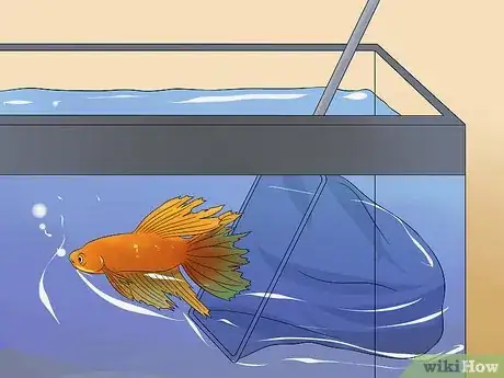 Image titled Cure Betta Fish Diseases Step 9