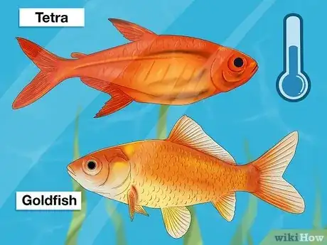 Image titled Choose Fish for a Freshwater Aquarium Step 4