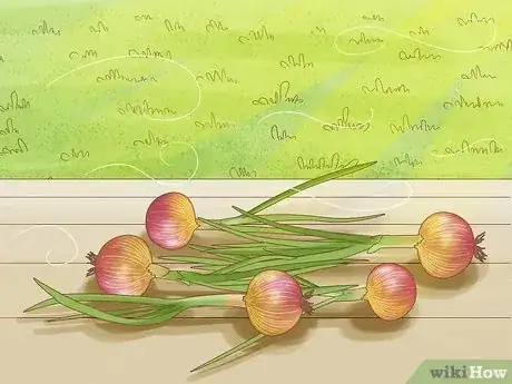 Image titled Grow Onions from Seed Step 17