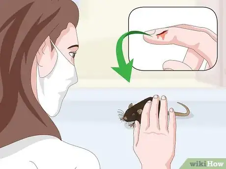 Image titled Deal with a Mouse That Bites or Scratches Step 13