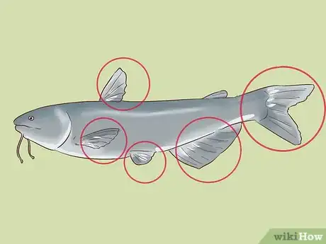 Image titled Hold a Catfish Step 1