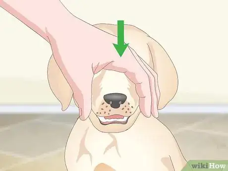 Image titled Get Your Dog to Take Its Medicine Step 10