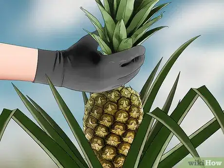Image titled Harvest Pineapple Step 7