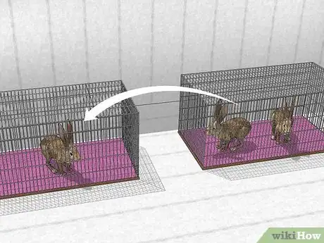 Image titled Get Rid of Mites on Rabbits Step 1
