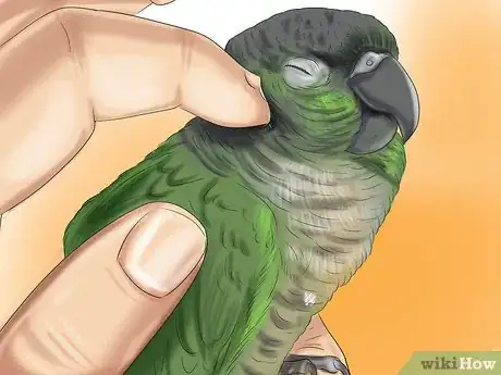 Image titled Care for a Conure Step 28