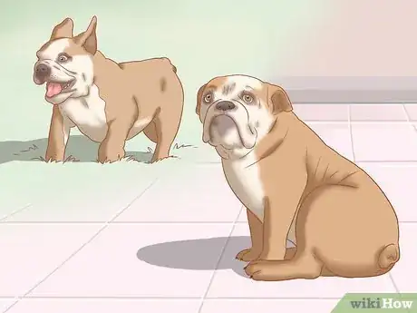 Image titled Identify an English Bulldog Step 8