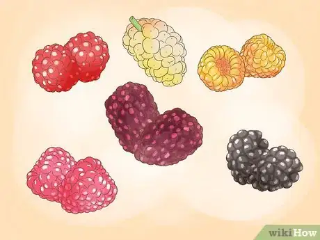 Image titled Grow Raspberries Step 1