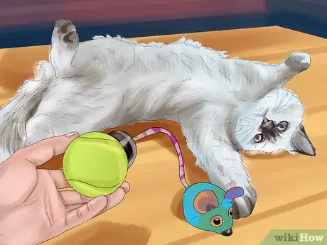 Image titled Care for Ragdoll Cats Step 6