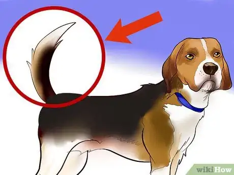 Image titled Identify a Beagle Step 3