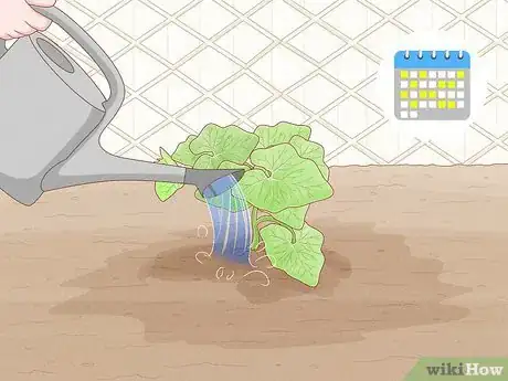 Image titled Grow Chayotes Step 5