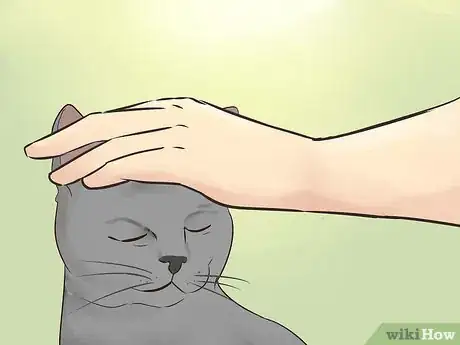 Image titled Identify a Korat Cat Step 9