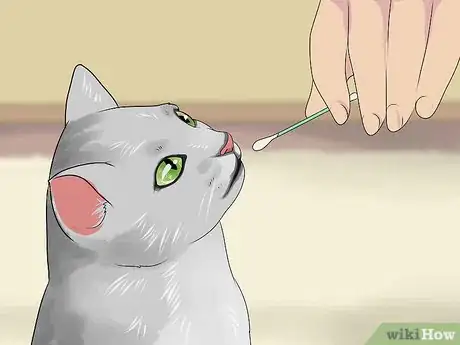 Image titled Identify a Burmilla Cat Step 11
