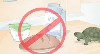 Feed Your Turtle if It is Refusing to Eat