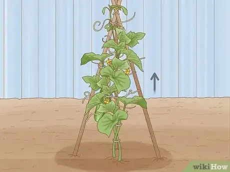 Image titled Prune Cucumber Plants Step 10