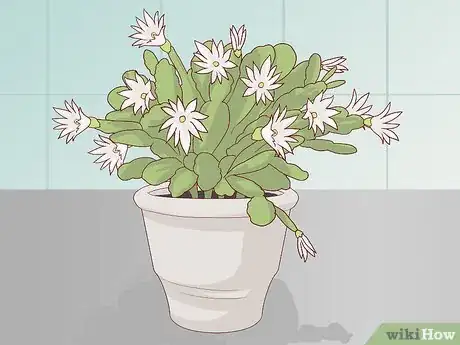 Image titled Make an Easter Cactus Bloom Step 1