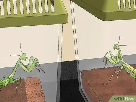 Image titled Take Care of a Praying Mantis Step 6