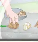 Clean a Sea Shell (for Hermit Crabs)