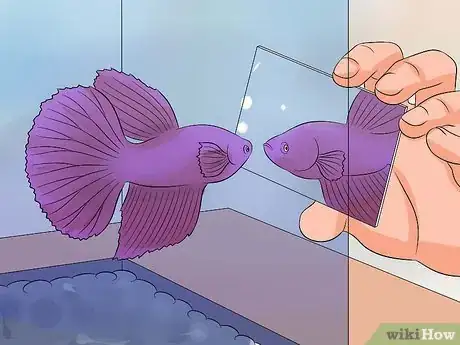 Image titled Help a Betta Fish Live Longer Step 16