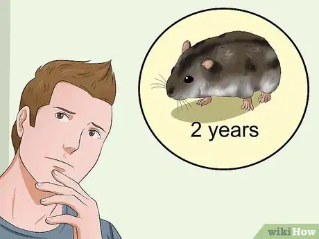 Image titled Cure Your Not Moving Hamster Step 12