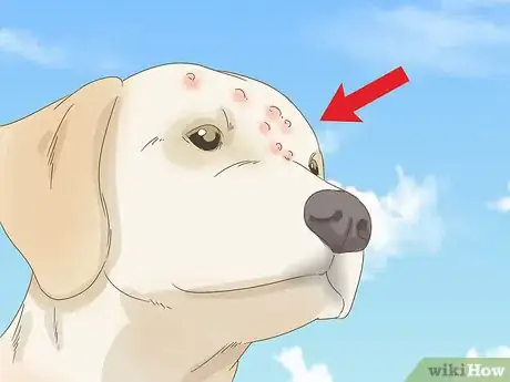 Image titled Treat Canine Acne Step 11