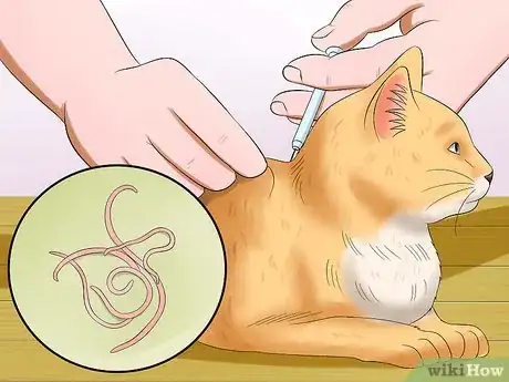 Image titled Help a Cat Not Throw Up Step 1