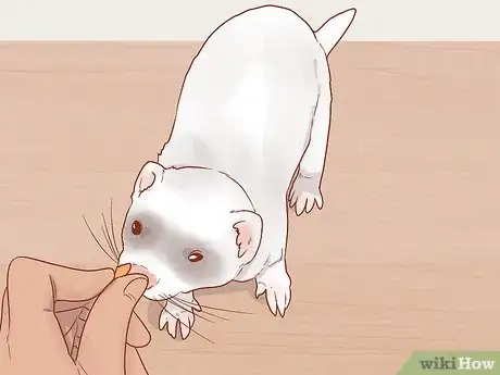Image titled Train Your Ferrets to Do Tricks Step 17